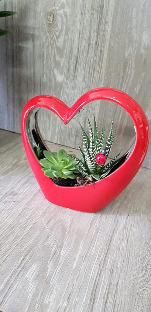 פרחי תמר פרחי תמר