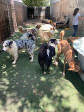 Mor's Dogs