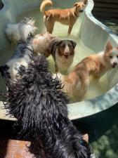 Mor's Dogs