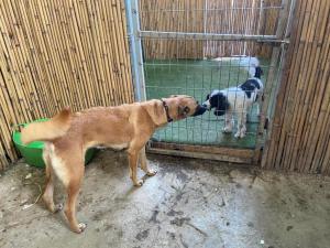 Mor's Dogs