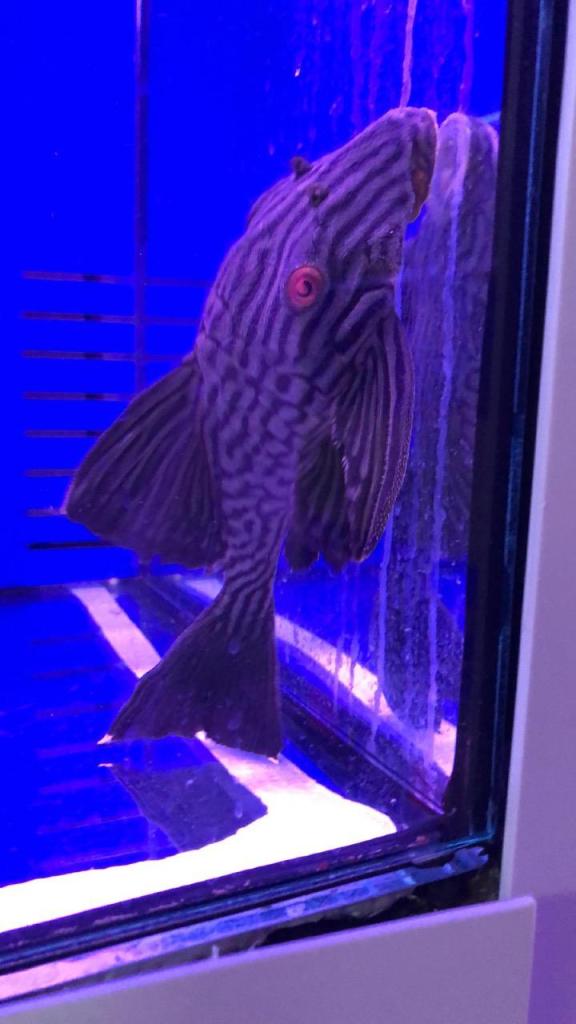 בית החיות נהריה בית החיות נהריה