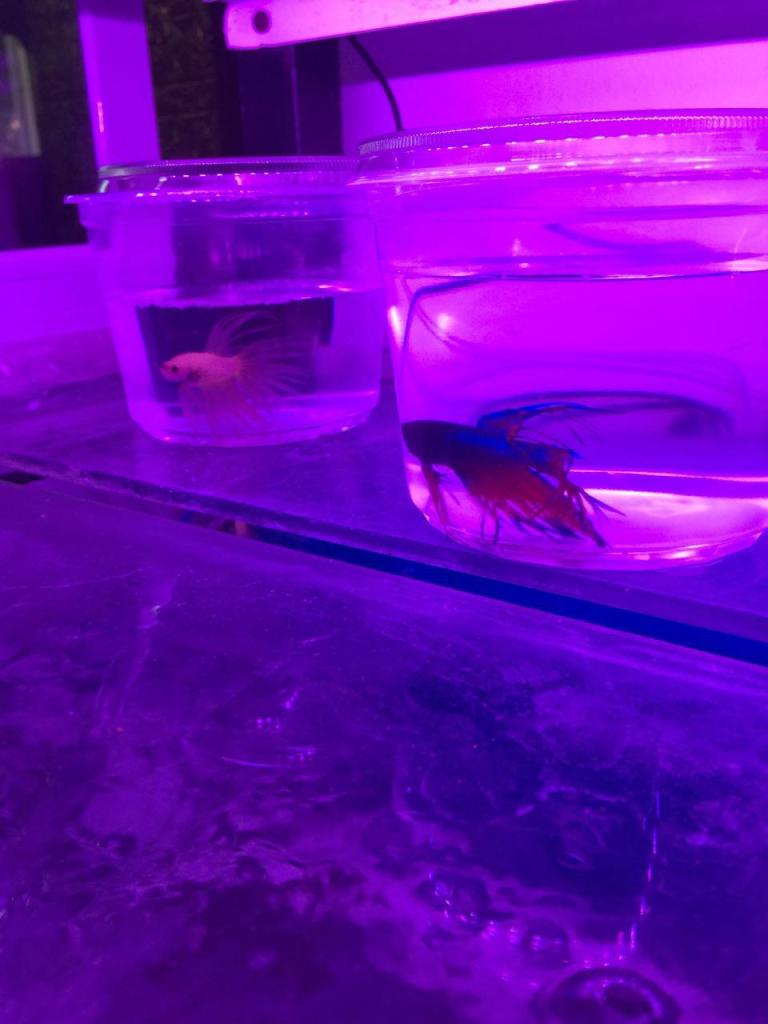 בית החיות נהריה בית החיות נהריה