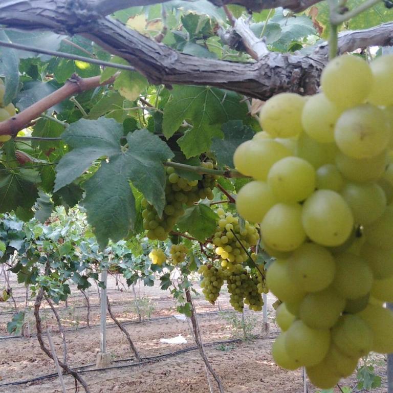 קדם מרקט קדם מרקט