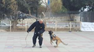 ישראל חרוש אילוף כלבים