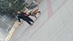 ישראל חרוש אילוף כלבים