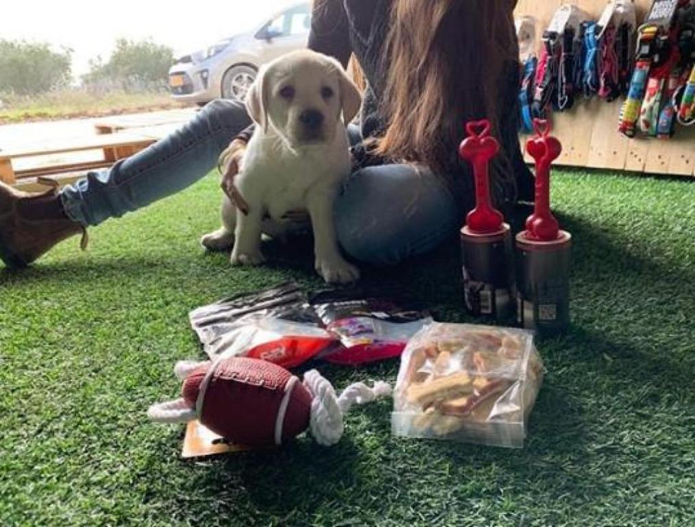 חיות הצפון חיות הצפון