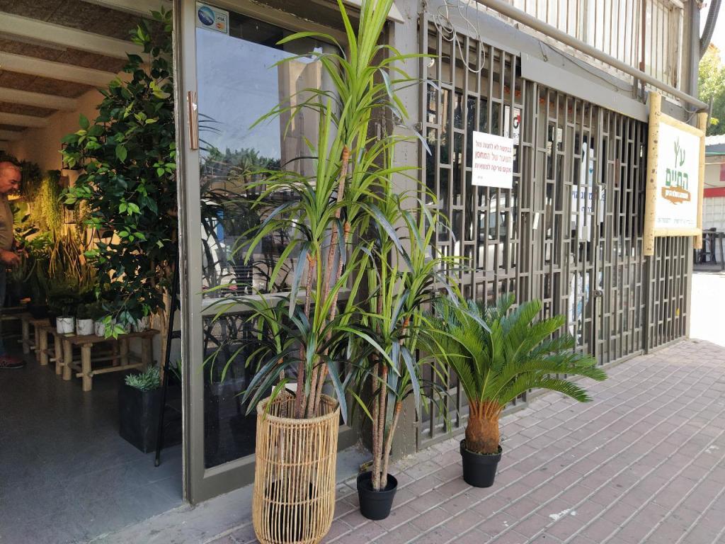 עץ החיים צמחיה דקורטיבית עץ החיים צמחיה דקורטיבית