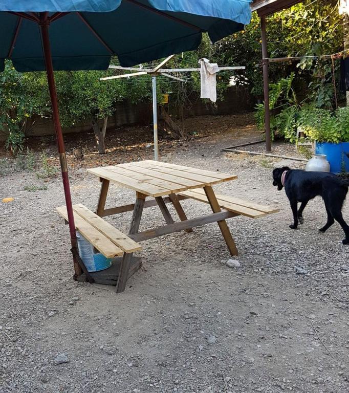 קובי שמואל קובי שמואל