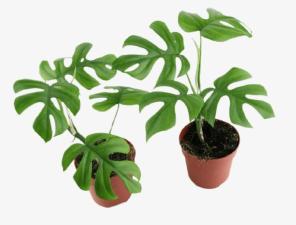 GetPlant