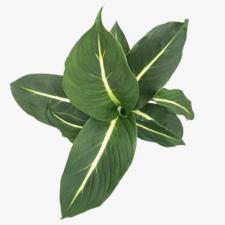 GetPlant
