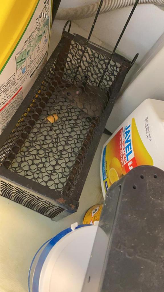 תמיר הדברות תמיר הדברות