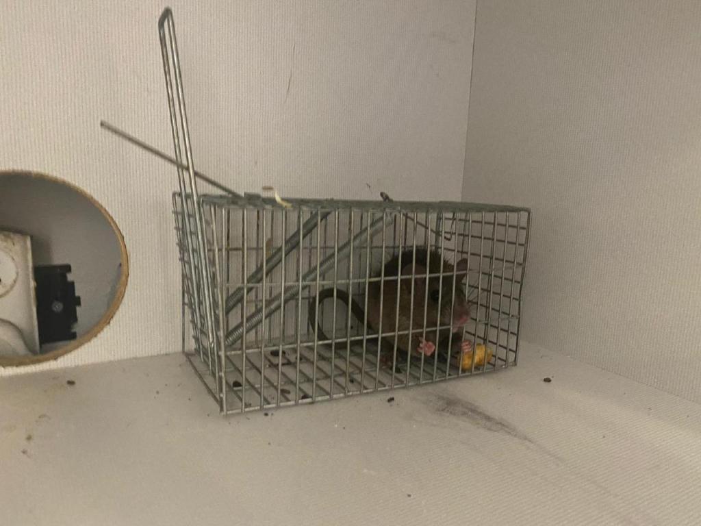 תמיר הדברות תמיר הדברות