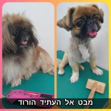 אליסיה פופ
