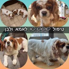 אליסיה פופ
