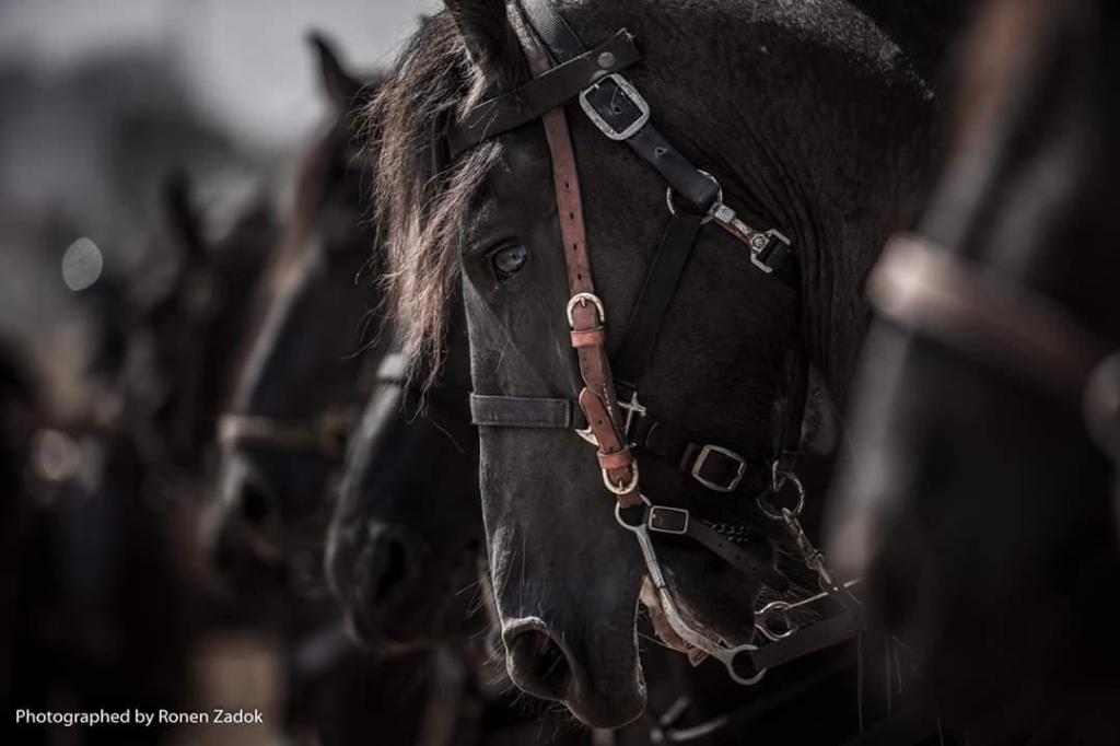 Rtz studio צלם רונן צדוק Rtz studio צלם רונן צדוק