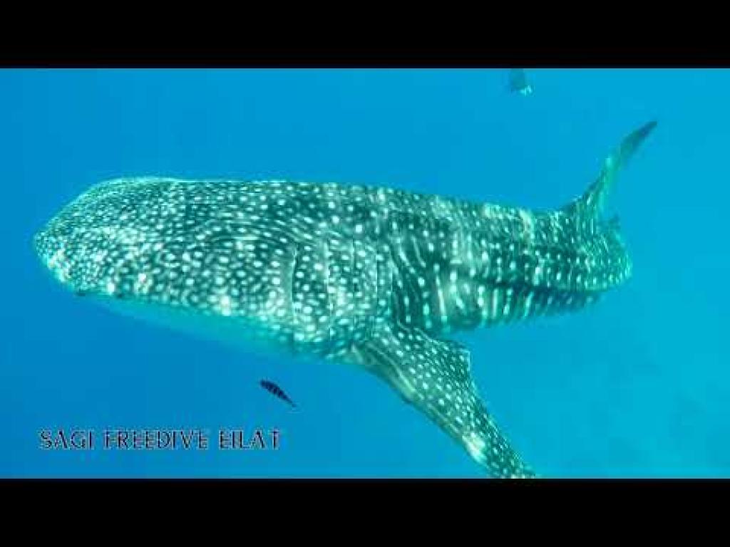 Sagi Freedive Sagi Freedive