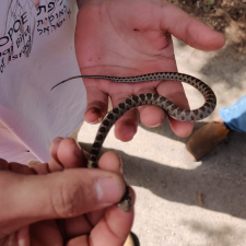החברה להגנת הטבע