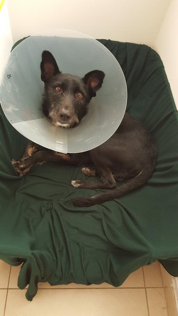 אמיגו מרפאה וטרינרית אמיגו מרפאה וטרינרית