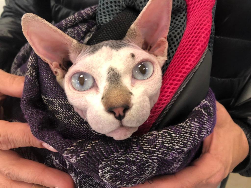 אמיגו מרפאה וטרינרית אמיגו מרפאה וטרינרית