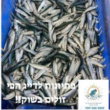אייס פיש