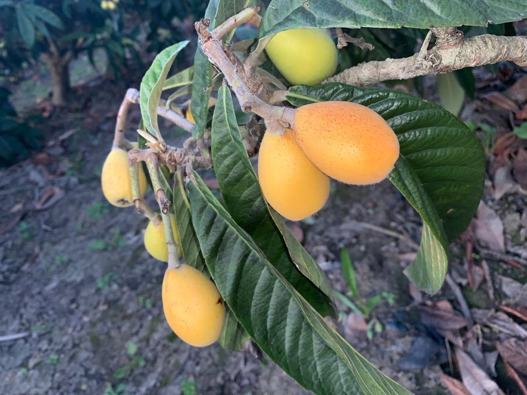 משק רתם פיין משק רתם פיין