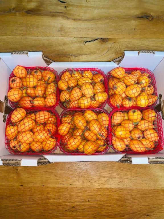 משק רתם פיין משק רתם פיין