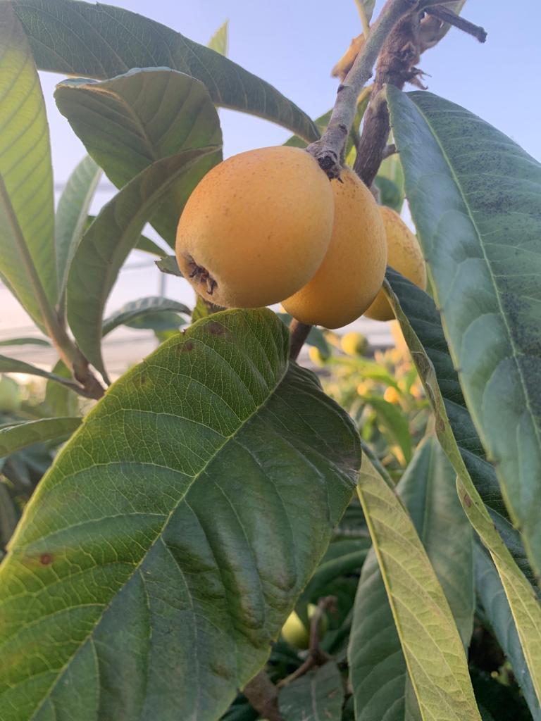 משק רתם פיין משק רתם פיין