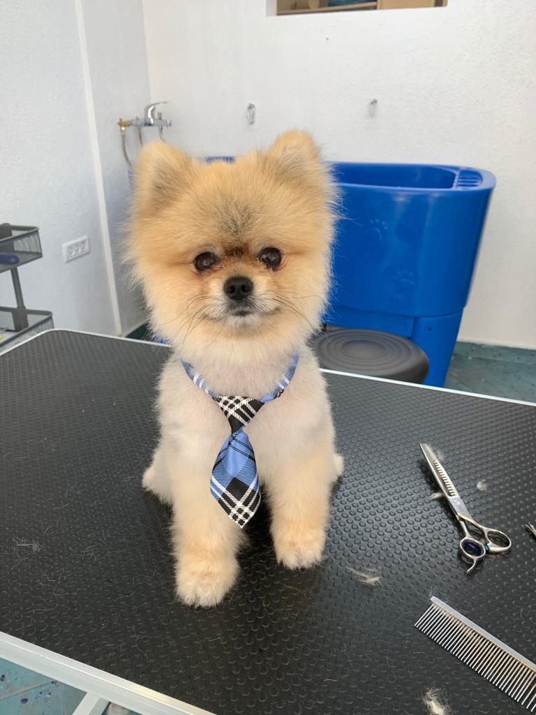 פונפונים מספרת כלבים פונפונים מספרת כלבים