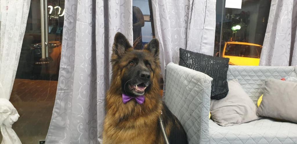 פונפונים מספרת כלבים פונפונים מספרת כלבים