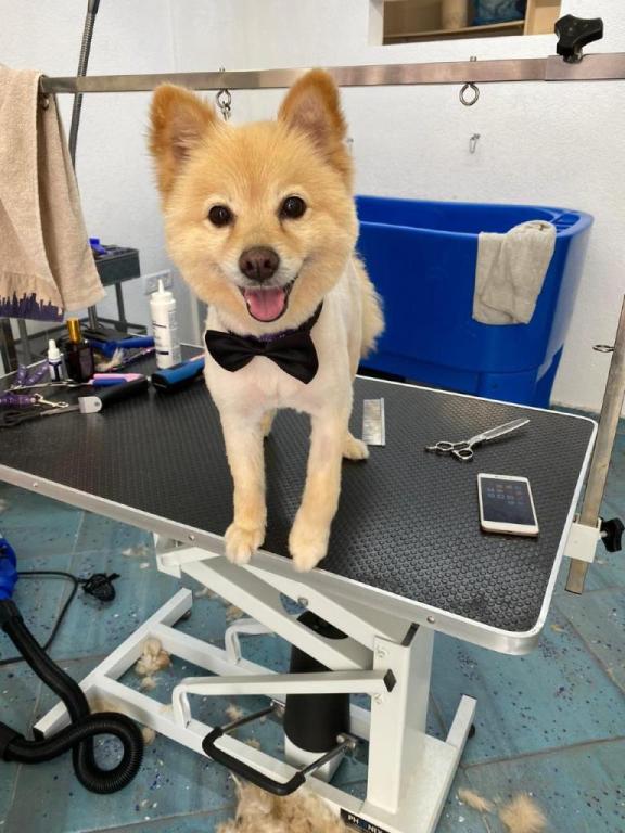 פונפונים מספרת כלבים פונפונים מספרת כלבים