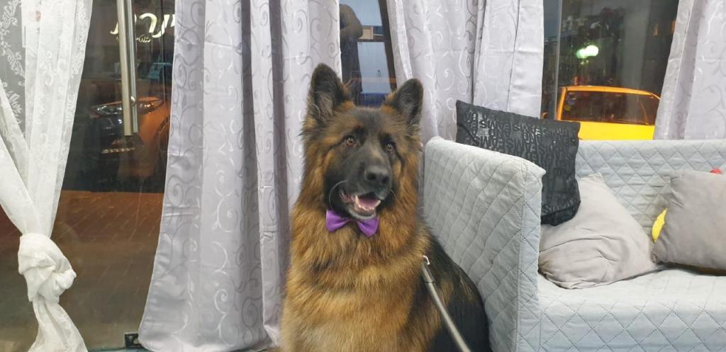 פונפונים מספרת כלבים פונפונים מספרת כלבים