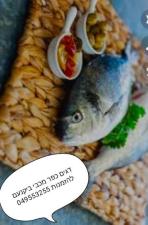 דגים כפר מכבי