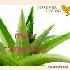 גילה שלו מוצרי אלוורה
