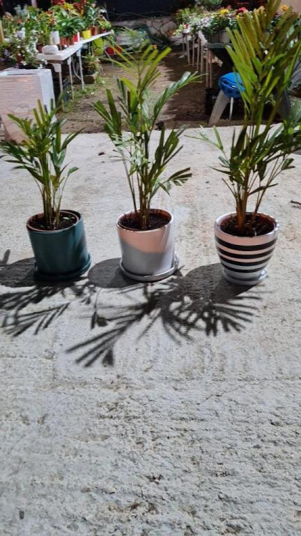 משתלת אורייה משתלת אורייה