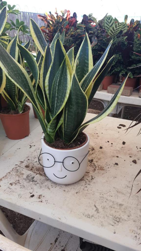 משתלת אורייה משתלת אורייה