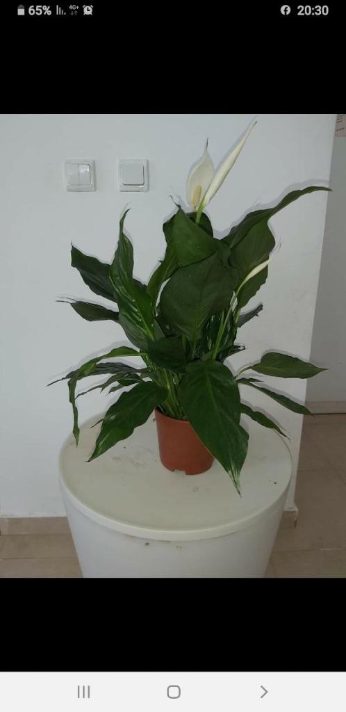 משתלת אורייה משתלת אורייה