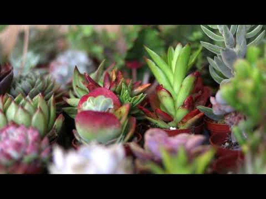 Little alma Little alma