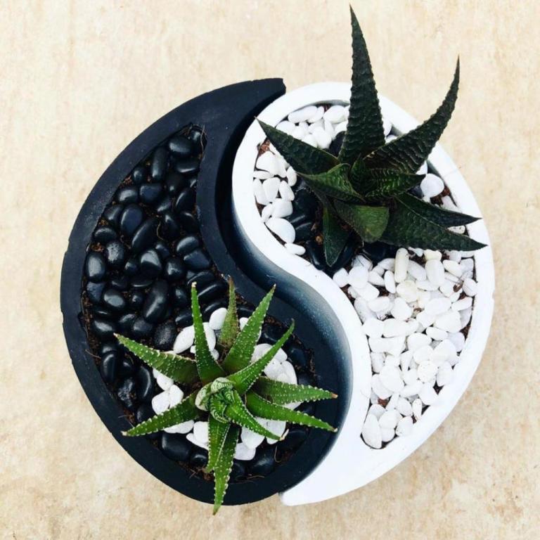 Little alma Little alma