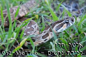 לכידת נחשים באזור השפלה