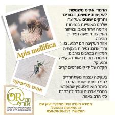אורלי חבר
