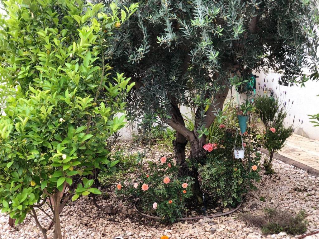 גינון חרוב גינון חרוב