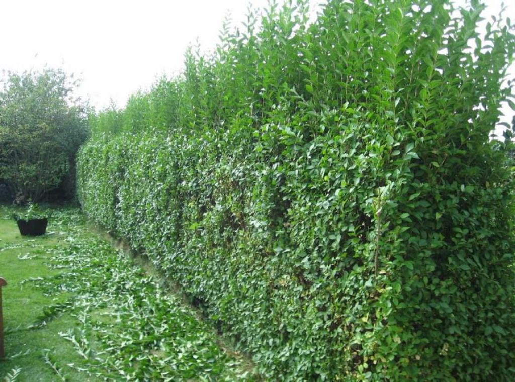 גינון חרוב גינון חרוב