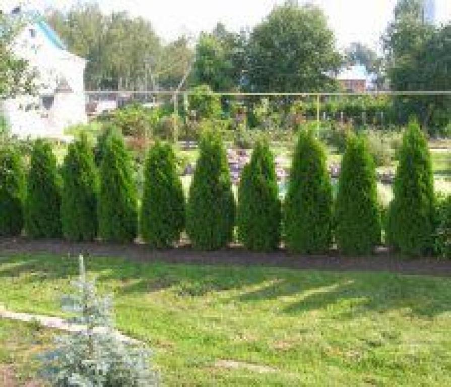 גינון חרוב גינון חרוב