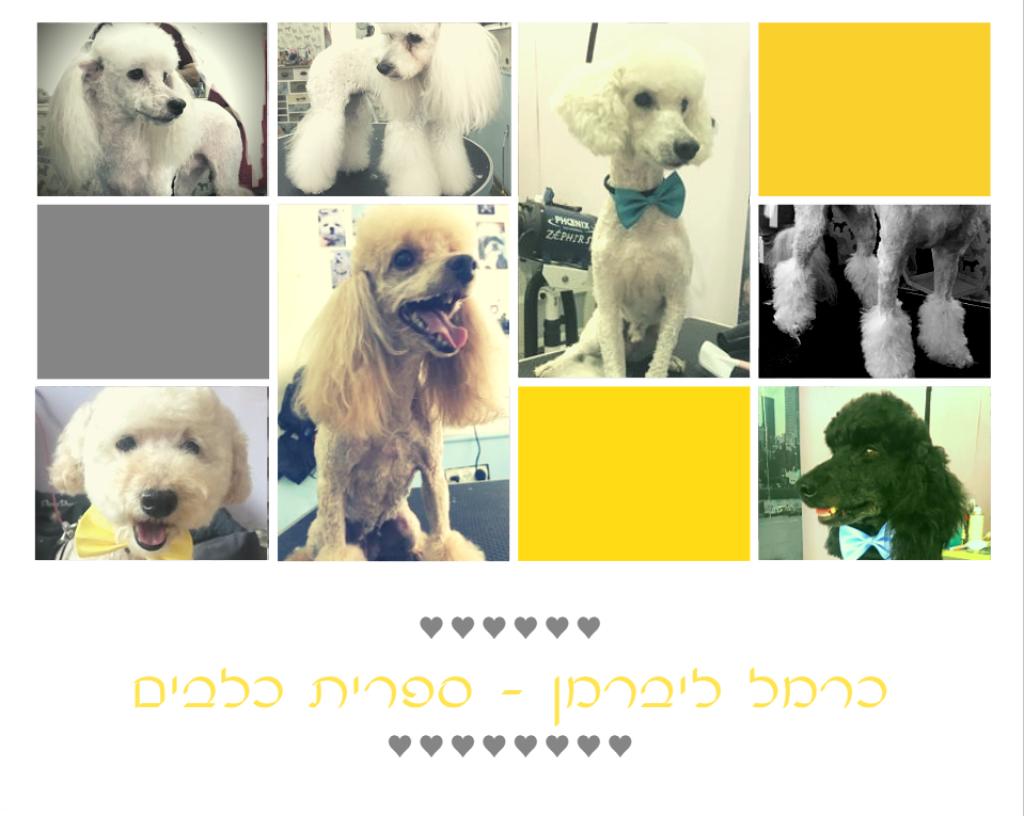 כרמל ליברמן כרמל ליברמן