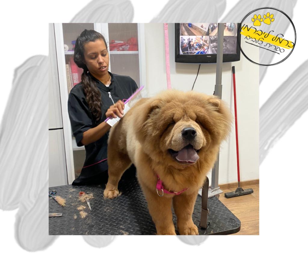 כרמל ליברמן כרמל ליברמן