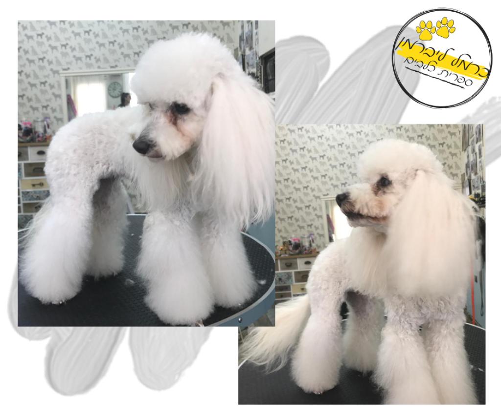 כרמל ליברמן כרמל ליברמן