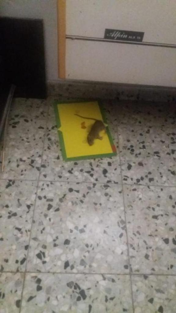 א.ס הדברות א.ס הדברות