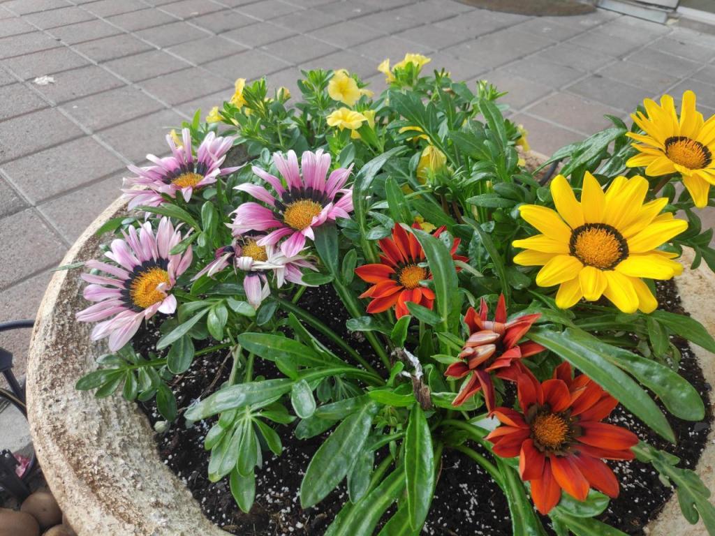 האחים פנחסי האחים פנחסי