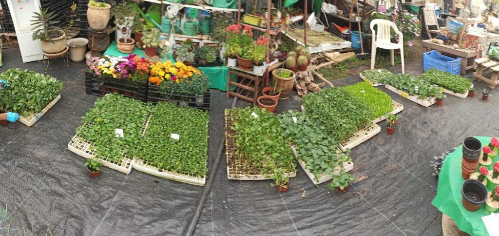 משתלת אורגינלי משתלת אורגינלי