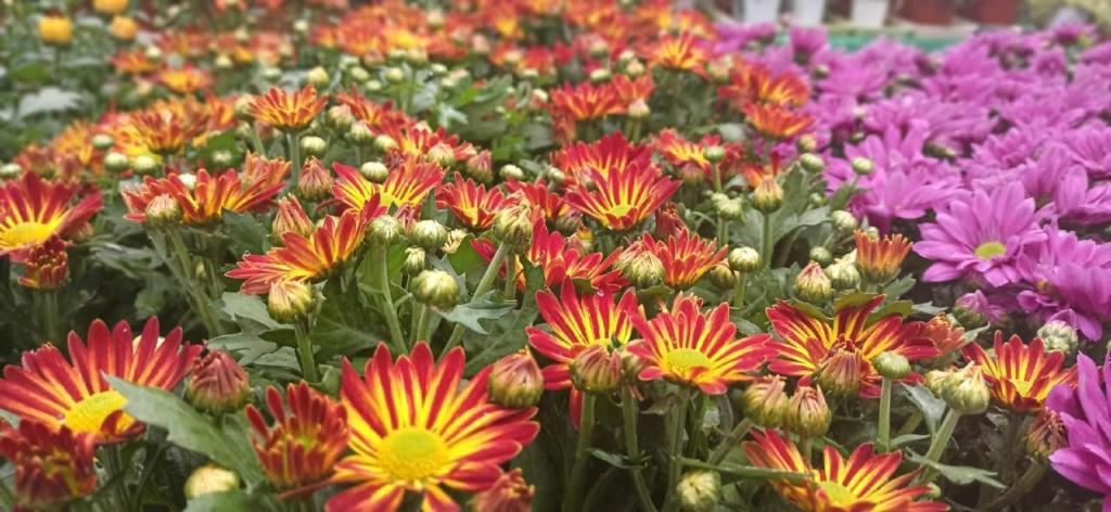 משתלת אורגינלי משתלת אורגינלי